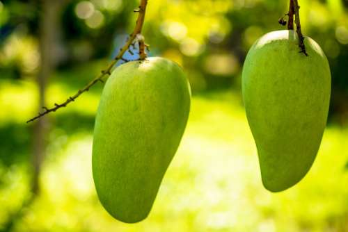 Mango Mango Tree Fruits Fruit Green Mango