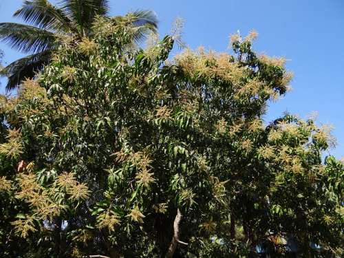 Mango Tree Plant Tree Palm Tree Dharwad India