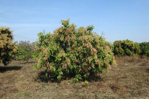 Mango Tree Mangifera Indica Orchard Dwarf Hyv