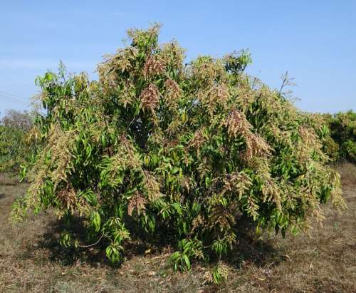 Mango Tree Mangifera Indica Orchard Dwarf Hyv