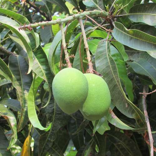 Mangos Mango Tree Fruits Green Dharwad India