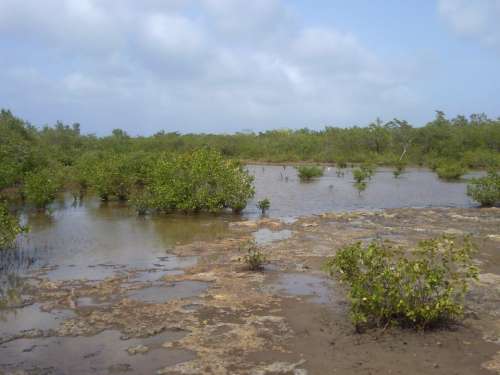 Mangrove Nature Marsh