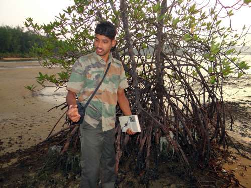 Mangrove Forest Guide Swamp Aerial Roots Karwar