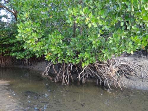 Mangrove Forest Swamp Aerial Roots Karwar India