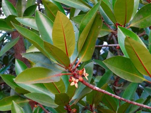 Mangrove Tall-Stilt Mangrove Rhizophora Apiculata