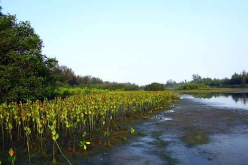 Mangrove Species Seedlings Plantation Creek