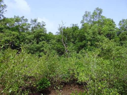 Mangroves Terekhol River Estuary Swamp Goa India