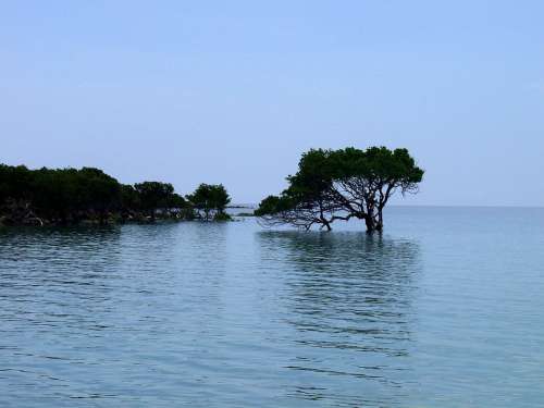 Mangroves Water Shallow Water Tree High Water