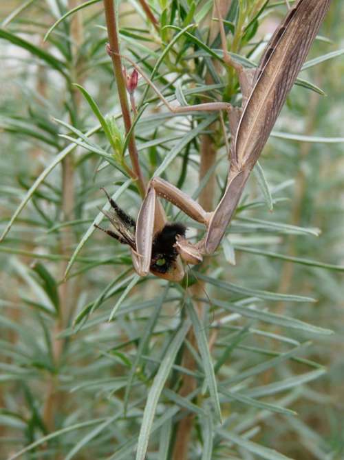 Mantis Insects Nature Macro