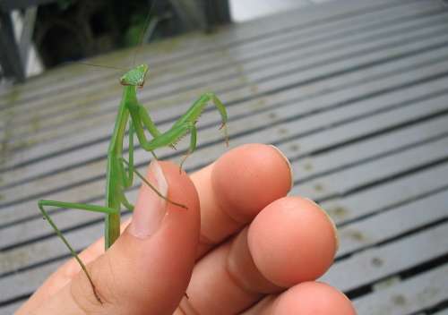 Mantis Bug Insect Green Hand Looking Face