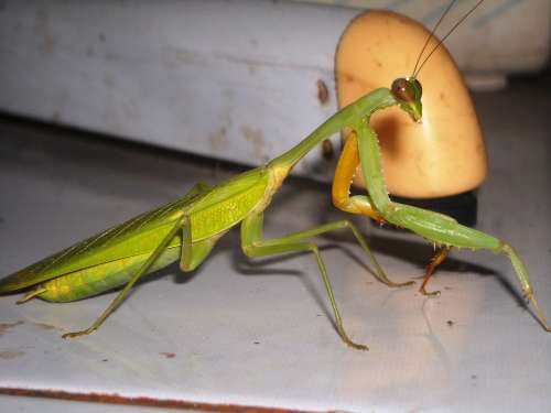 Mantis Grasshopper Green Insects