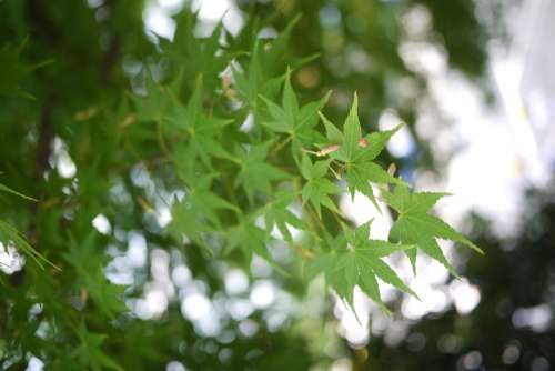 Maple Green Leaf Macro Nature Plant Background
