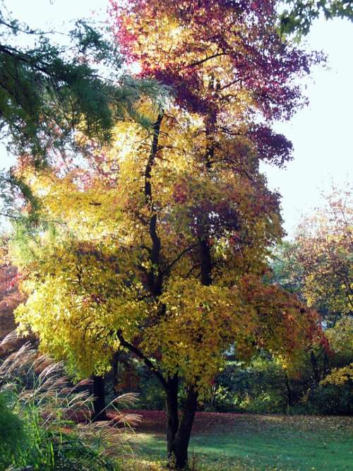 Maple Autumn Landscape Mood Fall Color Emerge