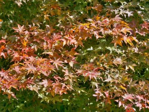 Maple Autumnal Leaves Maple Leaf Arboretum Autumn