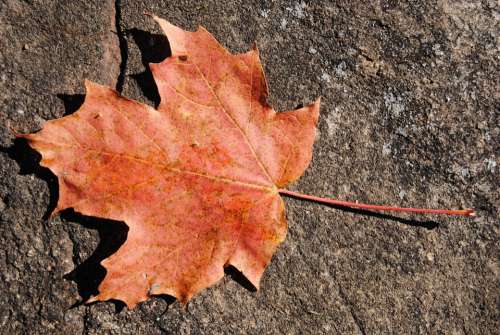 Maple Leaf Leaves Autumn Season Nature Dry