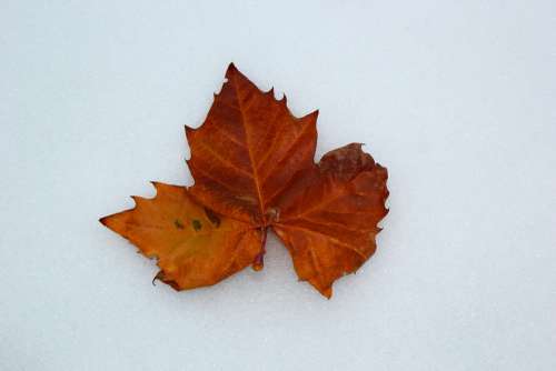 Maple Leaf Autumn Dried Leaf Winter Snow