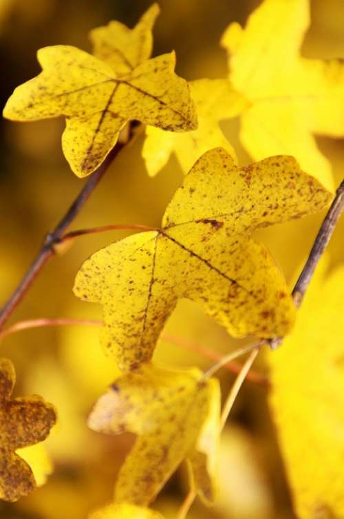 Maple Leaf Yellow Fall Nature