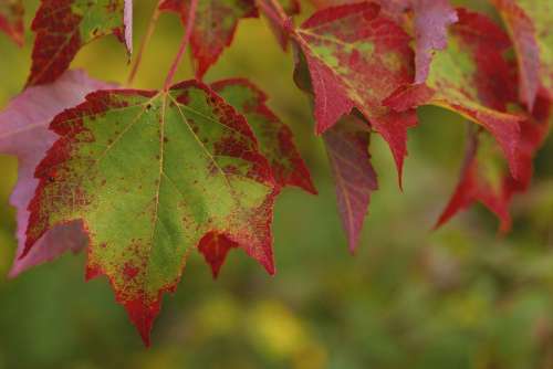 Maple Stunning Group Leaves Leaf Landscapes