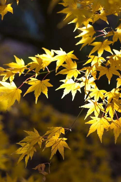 Maple Leaves Autumn Autumnal Foliage Leaf Yellow