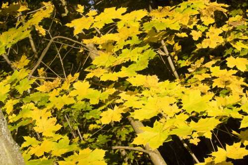 Maple Leaves Golden October Autumn Sunny Leaves