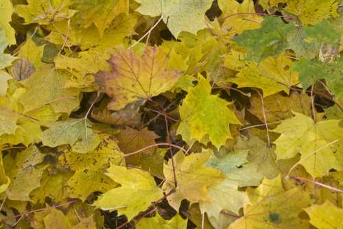 Maple Leaves Forest Floor Golden October Autumn
