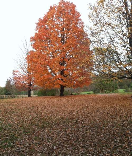 Maple Tree Fall Fall Foliage Orange Maple Tree