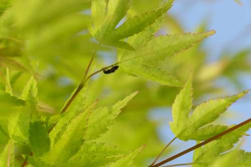Maples Fresh Green Spring Green Wood Maple Insect