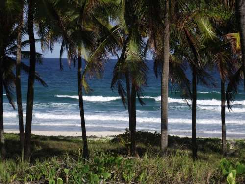 Mar Coconut Trees Costa Beach Trees