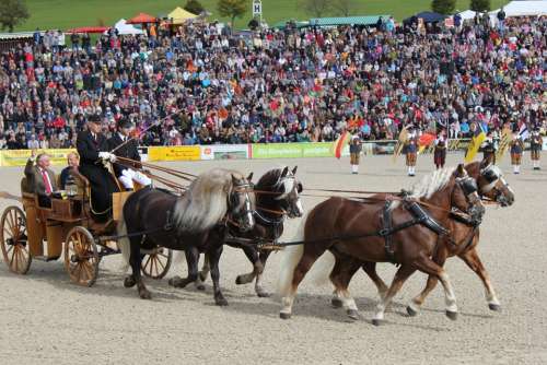 Marbach Horses Stallion Parade Arena