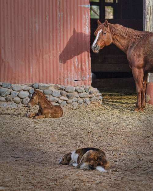 Mare Foal Dog Barn Horse Animal Nature Equine