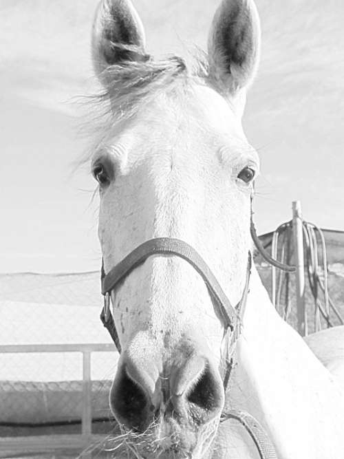 Mare Horse Horse Head Animal Equestrian Ride