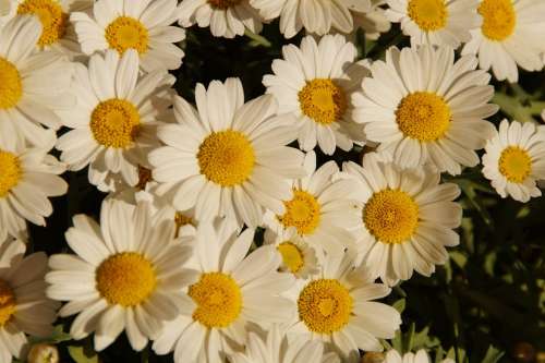 Margheriten Daisies Flowers Many Bloom White
