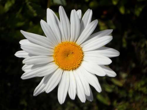 Marguerite Flower Bloom Blossom Bloom White