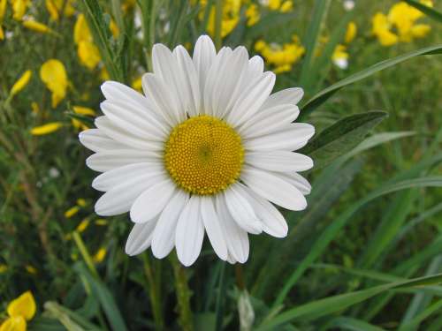 Marguerite Daisy Yellow White Bloom Blossom Bloom