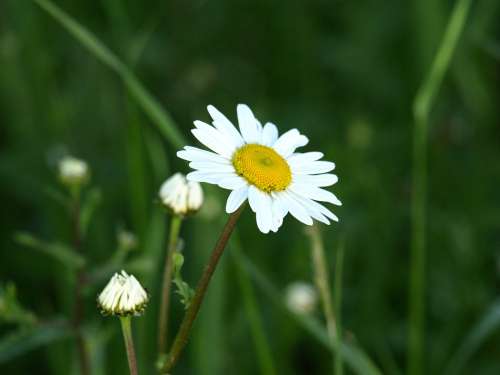 Marguerite White Blossom Bloom Flower