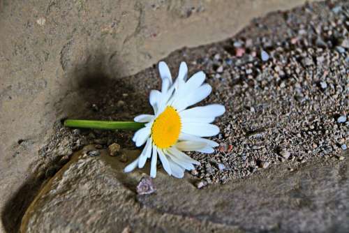 Marguerite Flower Sand Abandoned Lonely Ground
