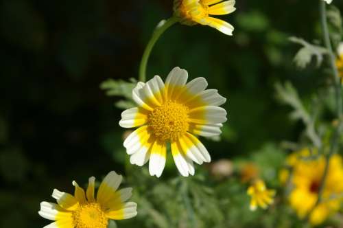 Marguerite Flower Stamp Summer Meadow Detail