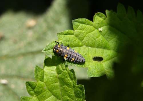 Marienkäfer Larva Larva Insect Ladybug Beetle