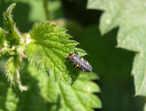 Marienkäfer Larva Larva Beetle Ladybug Insect