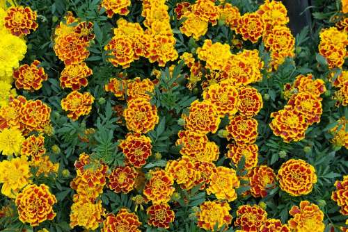 Marigold Flower Spring Yellow