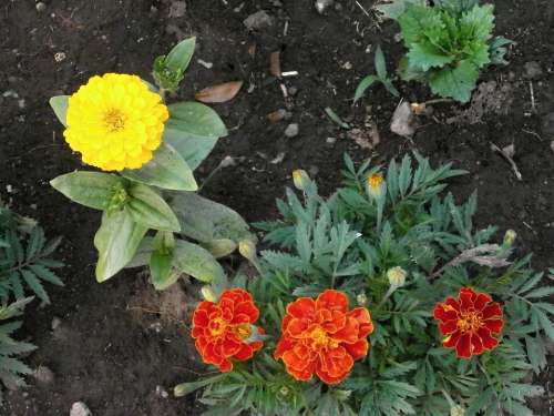 Marigold Zinnia Zinnia Elegans Yellow Flowers