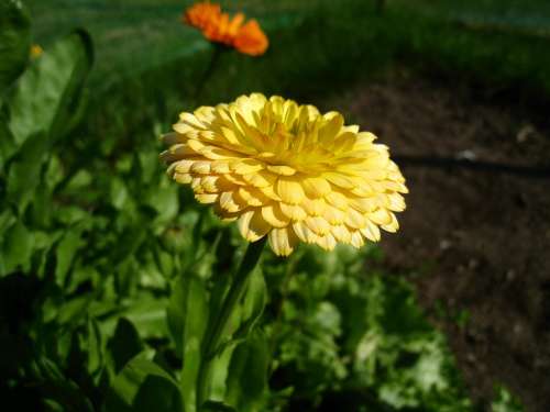 Marigold Yellow Summer Garden Green