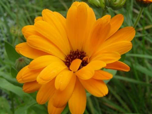 Marigold Flower Plant Orange Flower Nature
