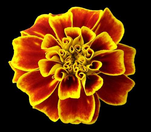 Marigold Flower Nature Yellow Red Colors