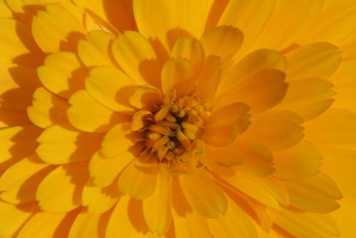 Marigold Flower Yellow Calendula Officinalis