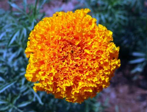 Marigold Flower Yellow Genda Jhenduphool