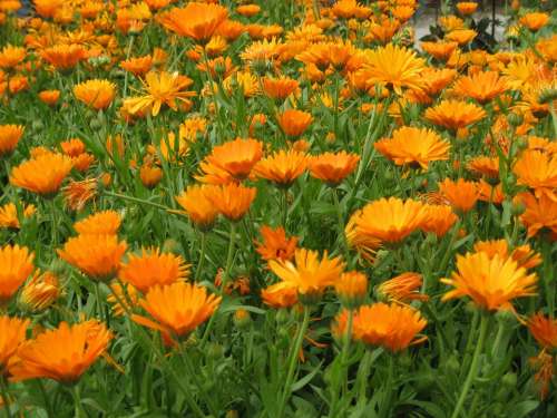 Marigold Field Many Orange