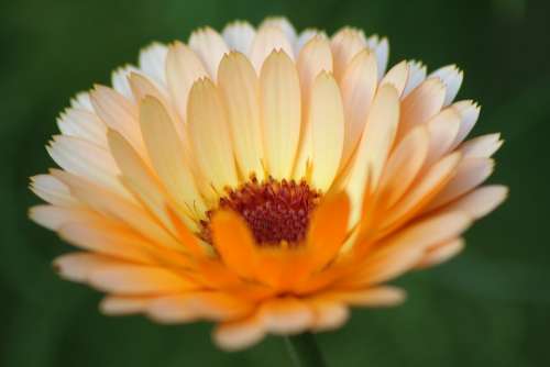 Marigold Flower Blossom Bloom Orange Close Up