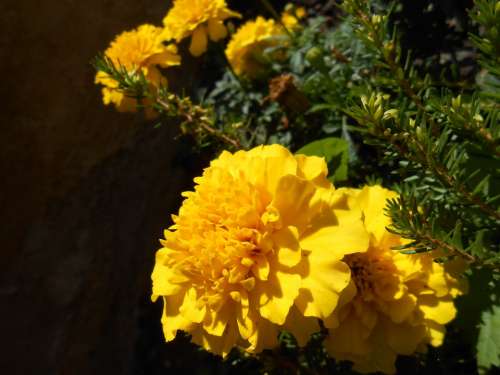 Marigold Flower Flowers Blossom Bloom Summer