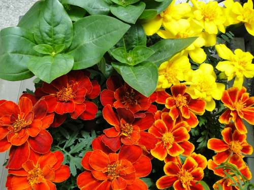 Marigolds Seedlings Spring Planting Garden